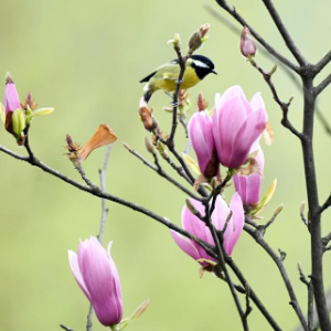 诗意中国丨二月湖水清，家家春鸟鸣