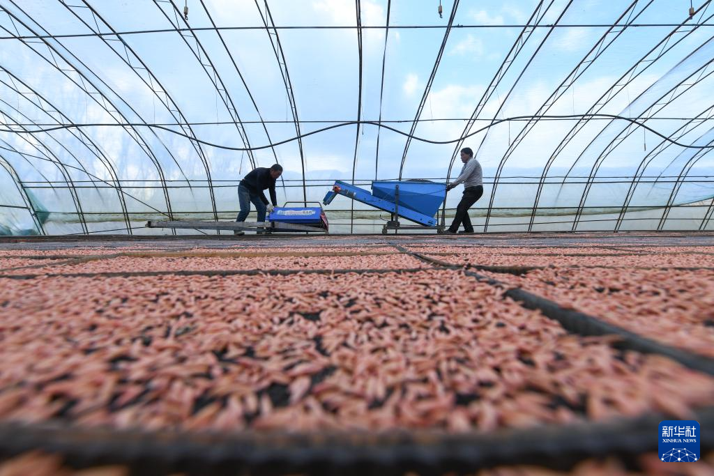 开播！“大粮仓”黑龙江春播生产拉开序幕