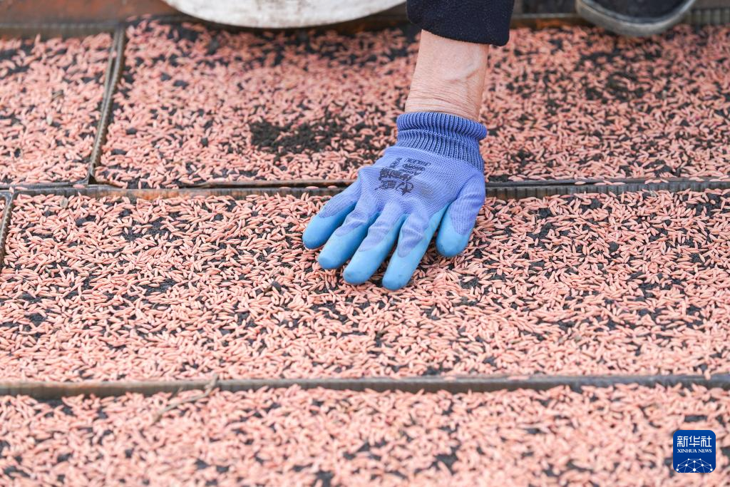 开播！“大粮仓”黑龙江春播生产拉开序幕