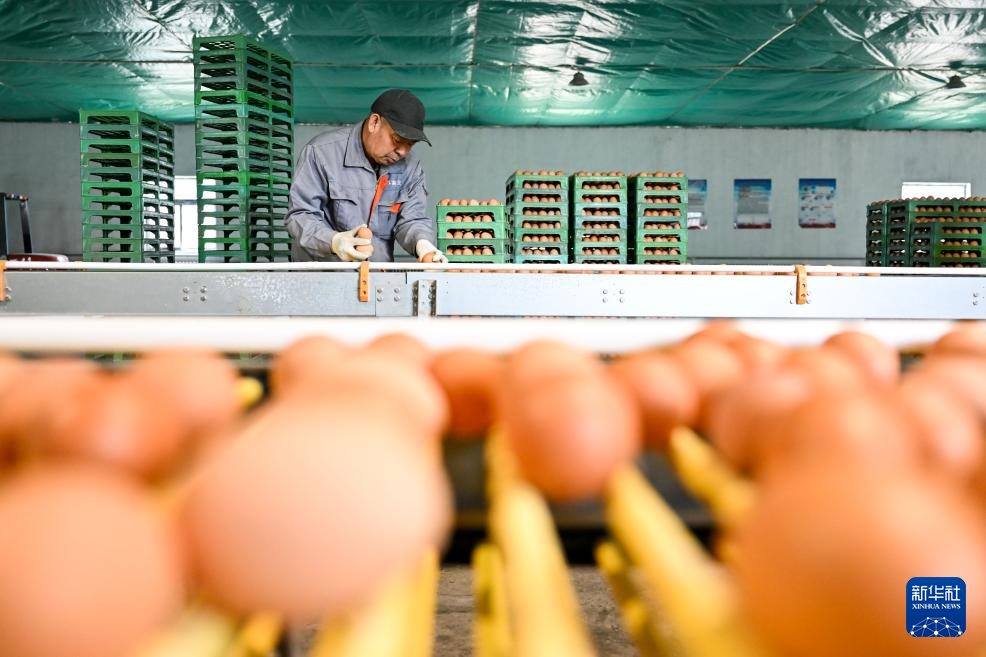 呼和浩特：蛋鸡产业助力乡村振兴-