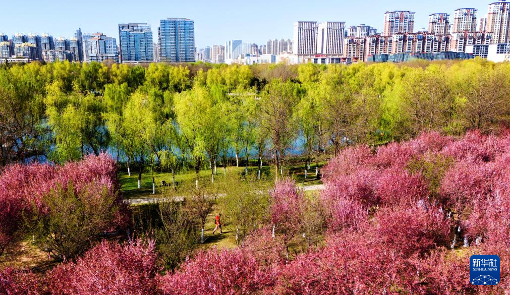 四季中国 | 春至长安：花开一日