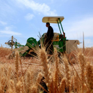 全国“三夏”大规模小麦机收全面展