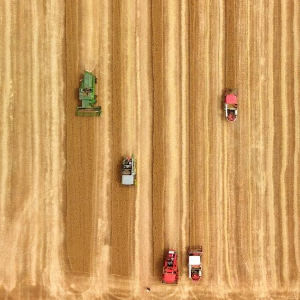 山东6000多万亩小麦陆续集中收