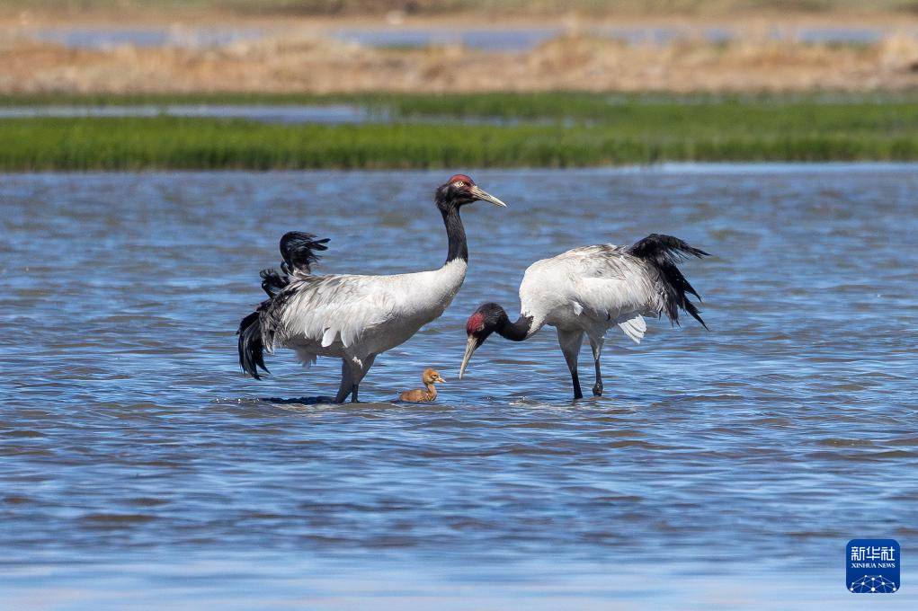 新华全媒＋·神奇动物在西藏｜黑颈