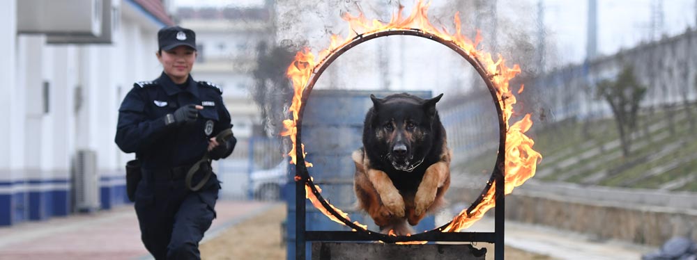 刘慧和&ldquo;威利&rdquo;