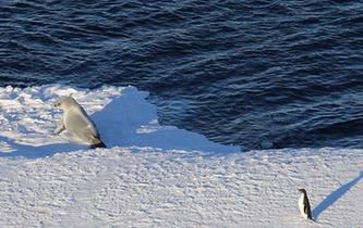 特写：南极西冰架的冰山与动物世界