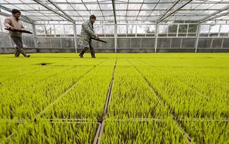 江西新余：自动化育秧助力农业提质增效