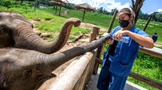 探訪泰國大象保護中心