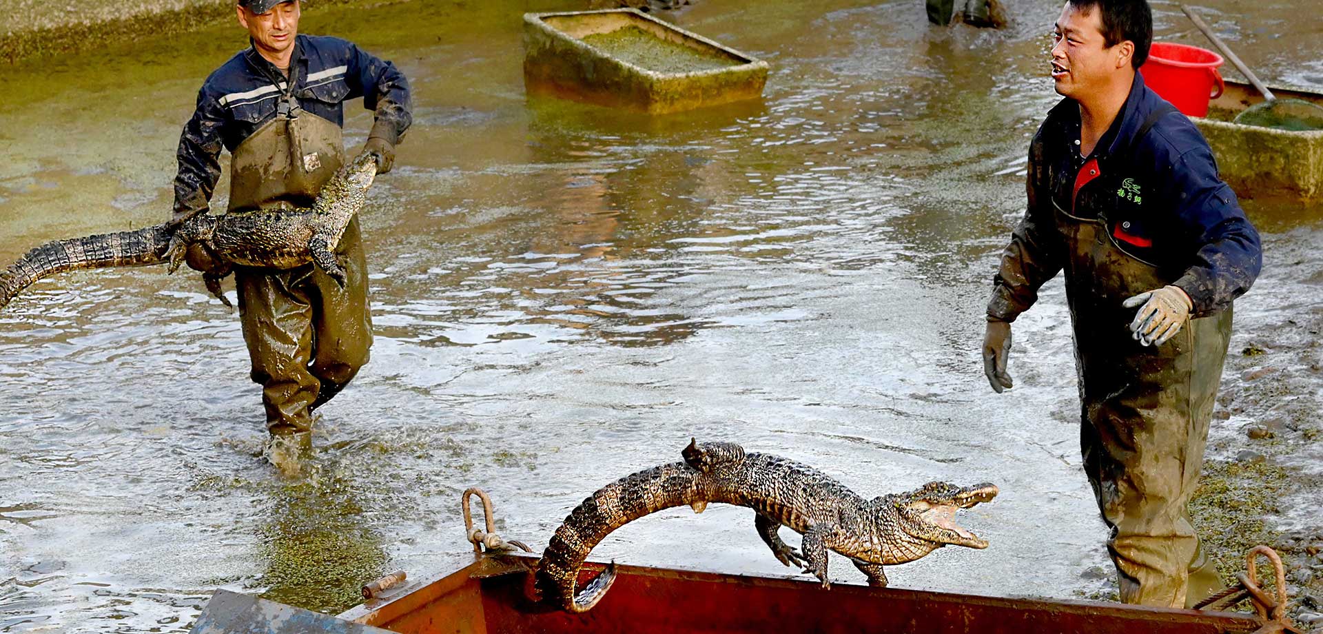 【显影中国】&ldquo;活化石&rdquo;扬子鳄转场冬眠记