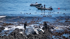 南非開普敦：清理海邊鯨魚屍體