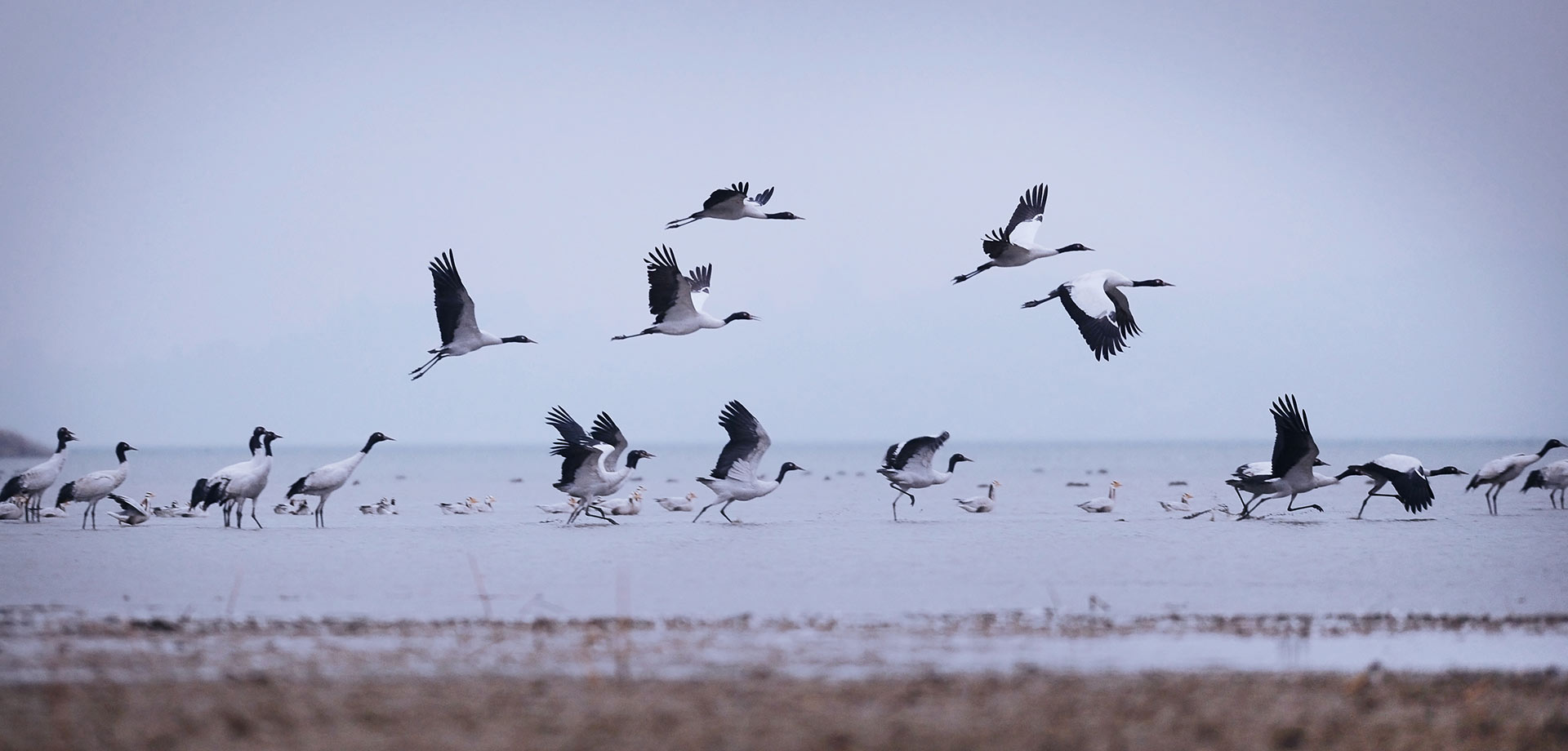 【显影中国】守鹤