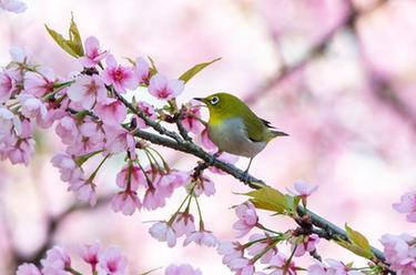 大地著春裝 櫻花伴春開