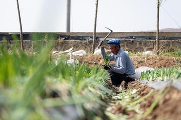 雲南魯甸：香蔥産業促振興