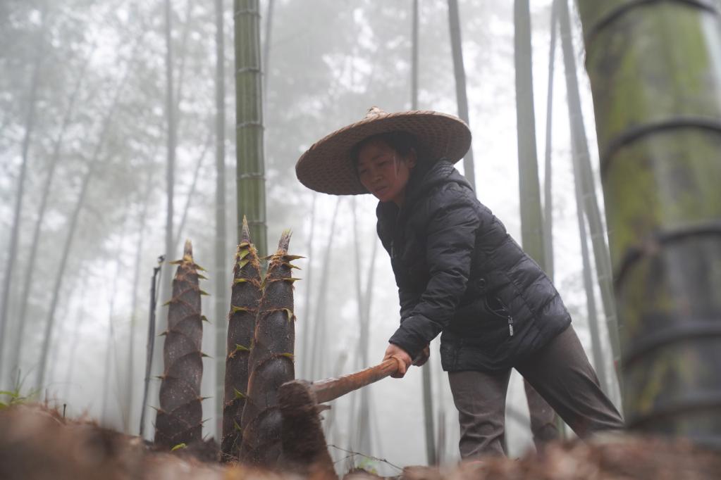 貴州赤水楠竹筍開始採收