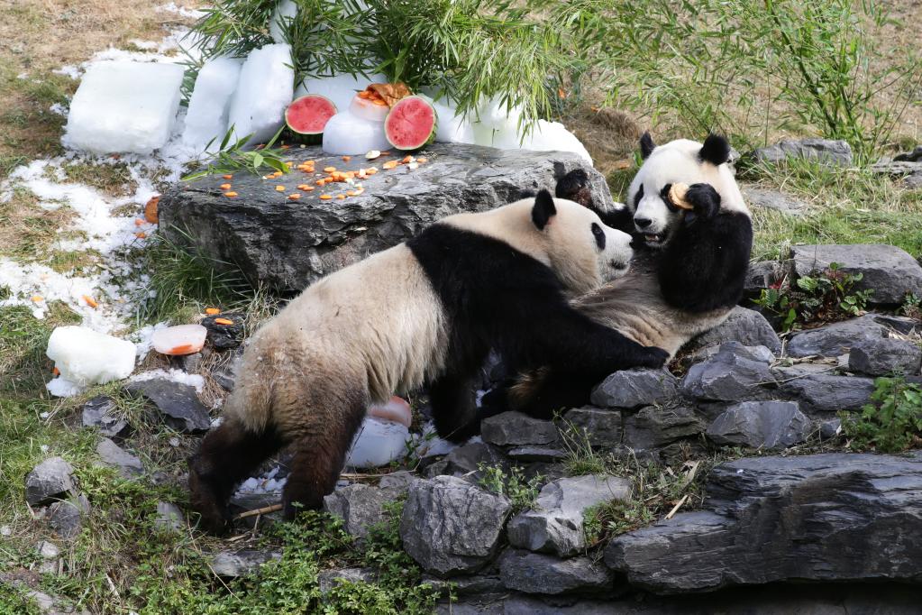 比利时出生的大熊猫双胞胎庆祝三岁生日