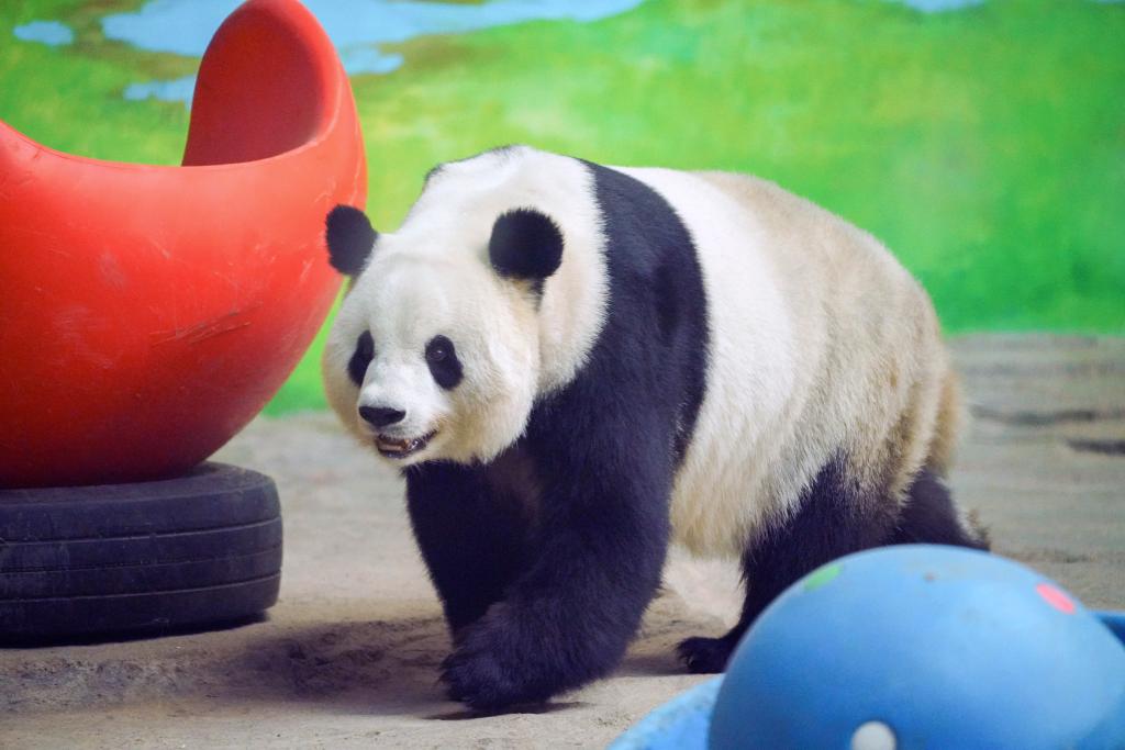 大熊猫思嘉迎来16岁生日