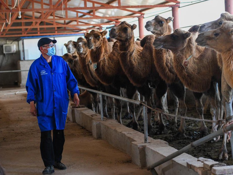 内蒙古苏尼特右旗：骆驼产业助力牧民增收