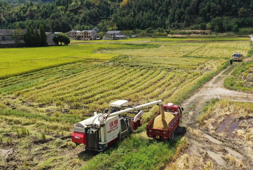湖南張家界：搶收水稻保豐收