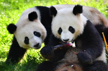 在德国出生的大熊猫双胞胎迎来3岁生日
