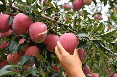 陕西洛川：“苹果之乡”产量效益“双丰收”
