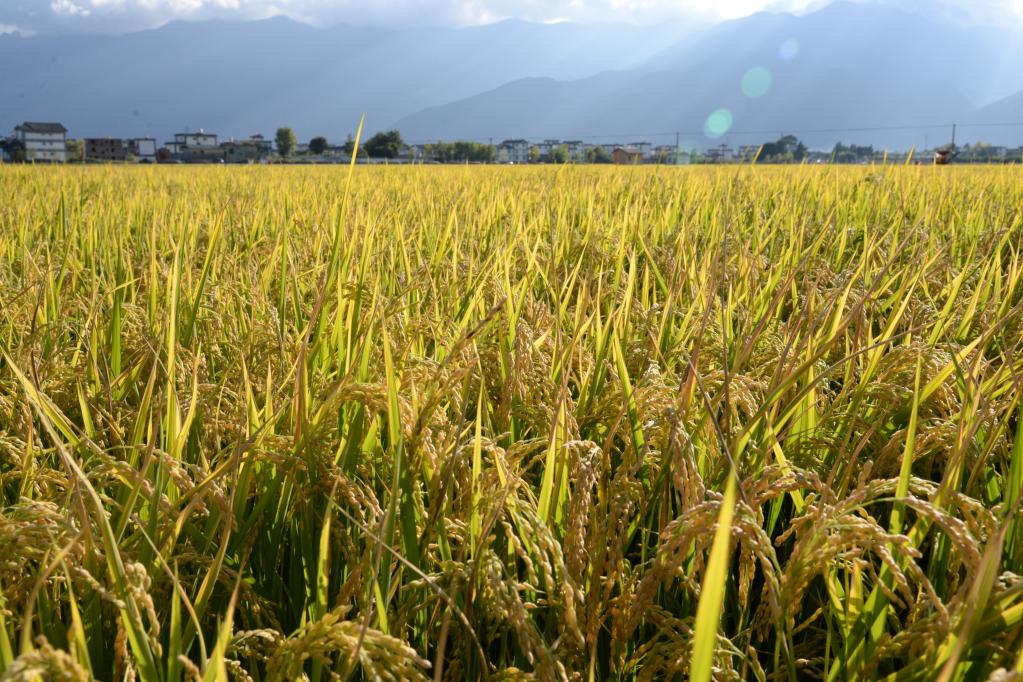 云南大理：洱海畔万亩稻田迎丰收