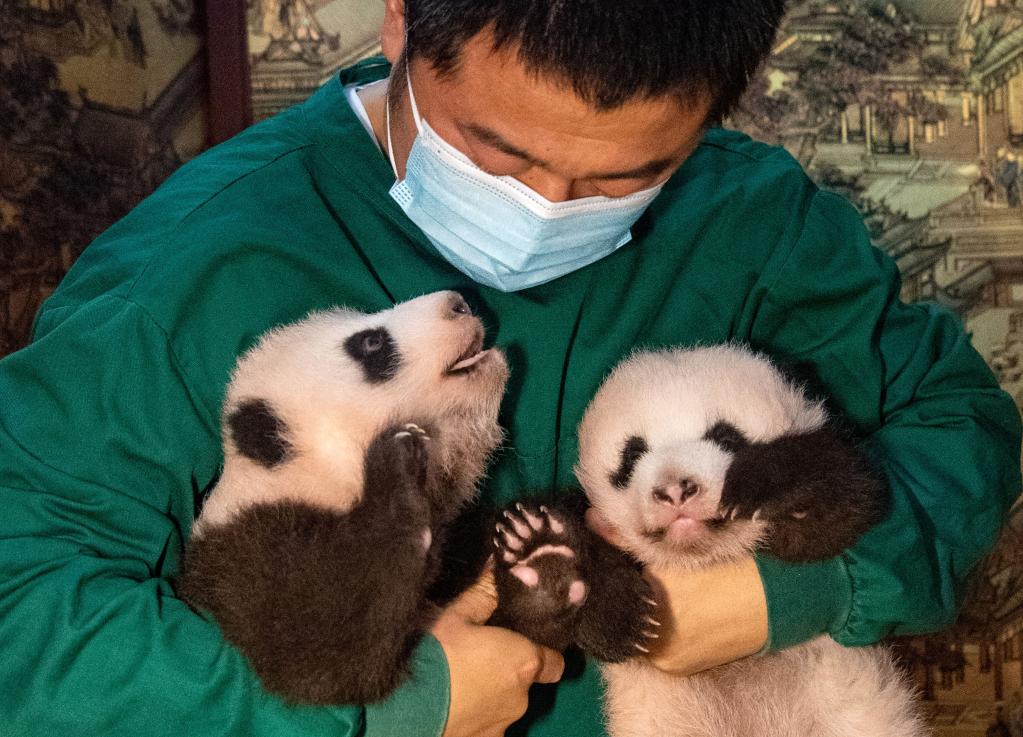 重慶動物園新生大熊貓雙胞胎幼仔與遊客見面