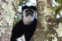 東非黑白疣猴