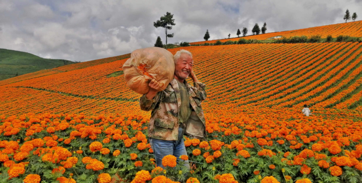 丰收色彩绘就云南蒙自田野多彩图