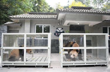 大熊猫&ldquo;四海&rdquo;&ldquo;京京&rdquo;启程前往卡塔尔