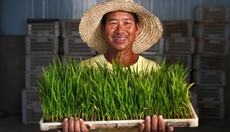 新华全媒＋丨一粒稻米的“旅程”