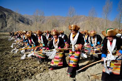 西藏10年来粮食稳步增产
