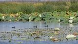 新华全媒+丨十八联圩湿地：巢湖岸边的生态画卷
