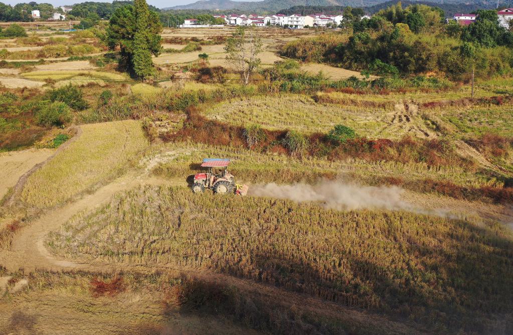 江西：&ldquo;稻油轮作&rdquo;助力农民增收