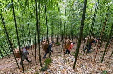 新华全媒+丨贵州赤水5万亩大竹笋丰收上市