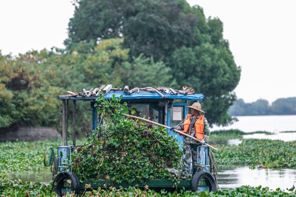 浙江湖州：清理入侵水生植物 保护乡村水生态环境
