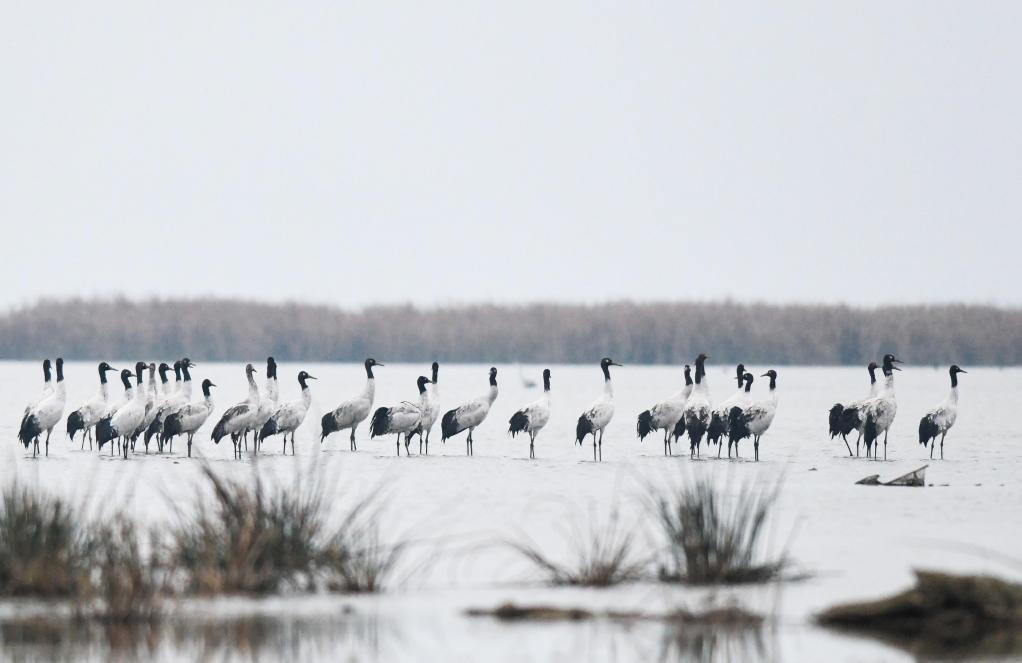贵州草海湿地迎来今年首批越冬黑颈鹤