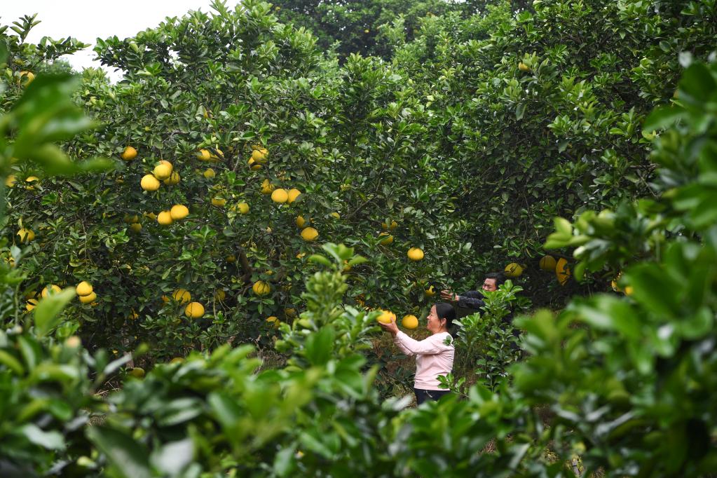 重庆梁平：发展柚子产业 助力乡村振兴