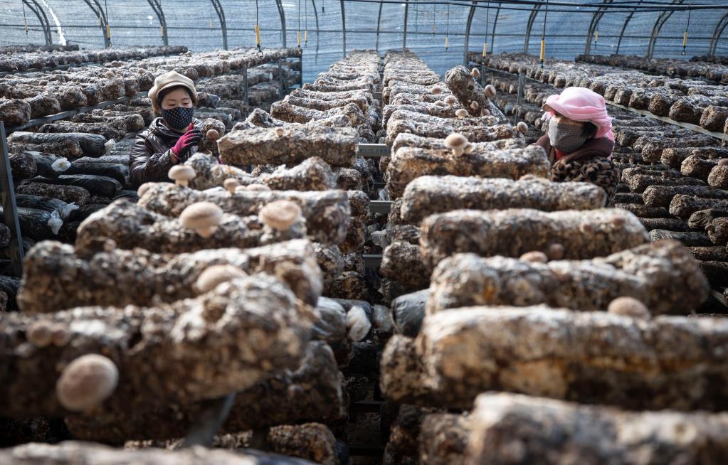 寧夏賀蘭：食用菌産業助力鄉村振興