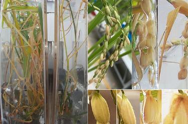 我國在國際上首次完成水稻“從種子到種子”全生命周期空間培養實驗