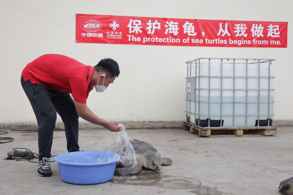 通讯：中国建设者守护加纳海龟