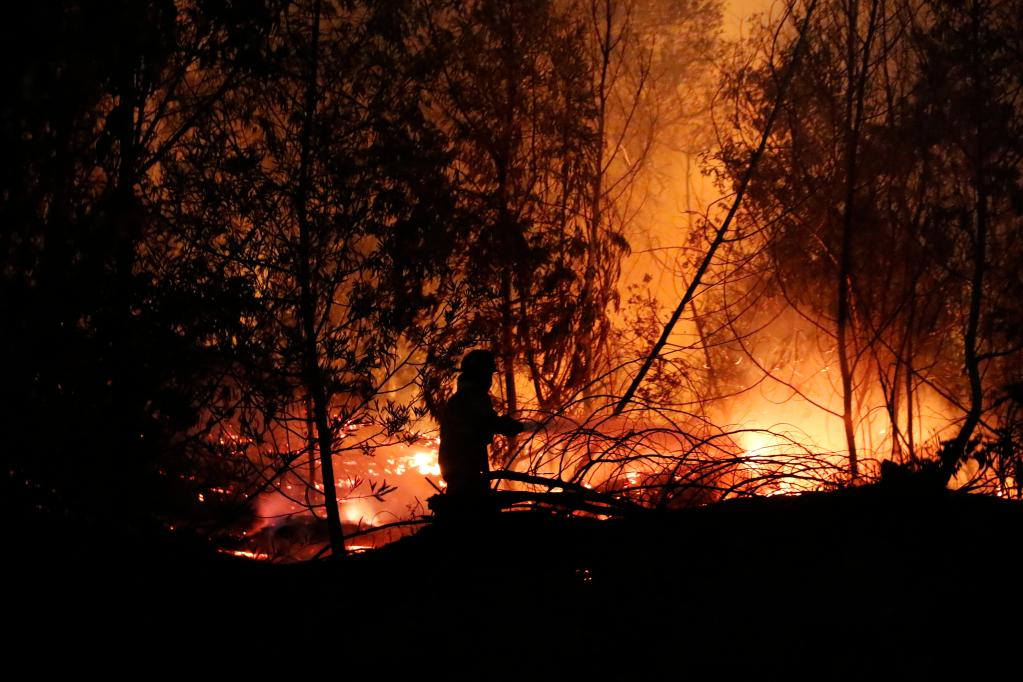 智利海滨城市比尼亚德尔马发生森林火灾