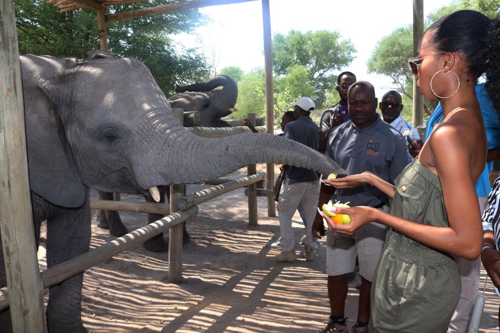 博茨瓦纳4头孤儿大象将放归自然