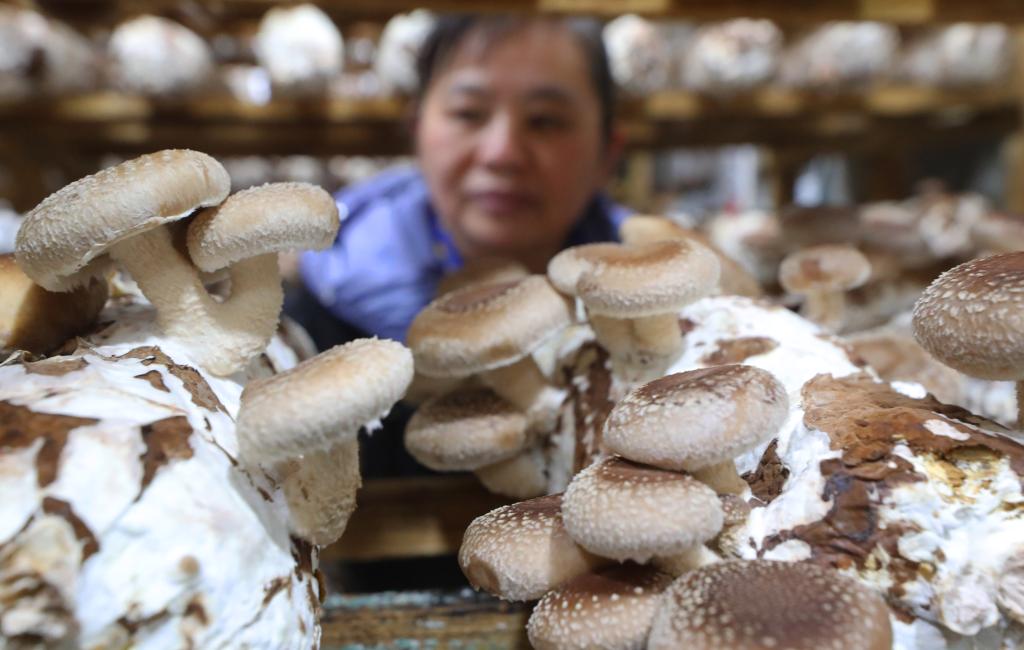 湖南衡东：香菇成熟供市场