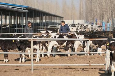 新华全媒+丨河北新河：大学生回乡创业养牛带领群众致富