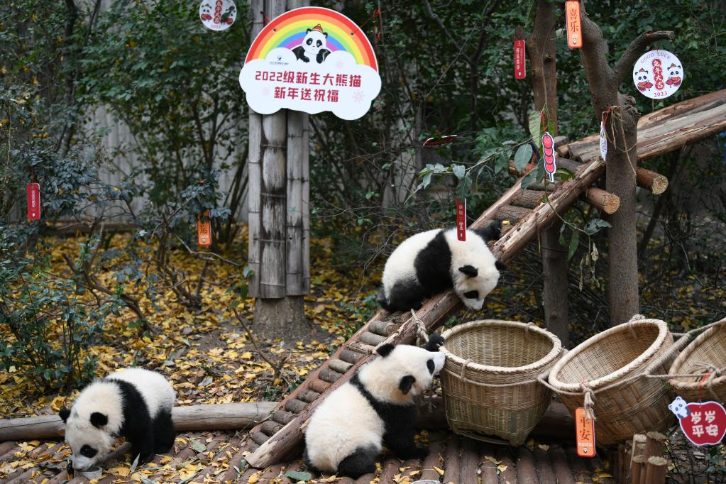 大熊猫宝宝迎新年