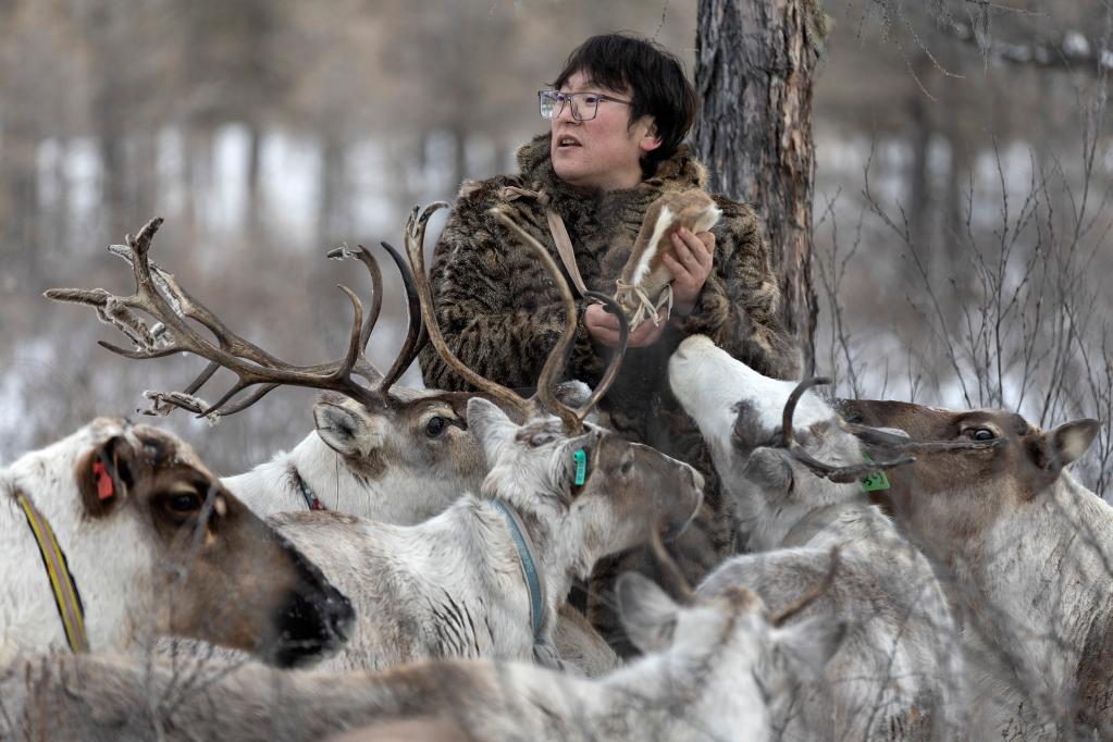 新华全媒+丨使鹿部落驯鹿饲养人觉乐的“荒野生存”