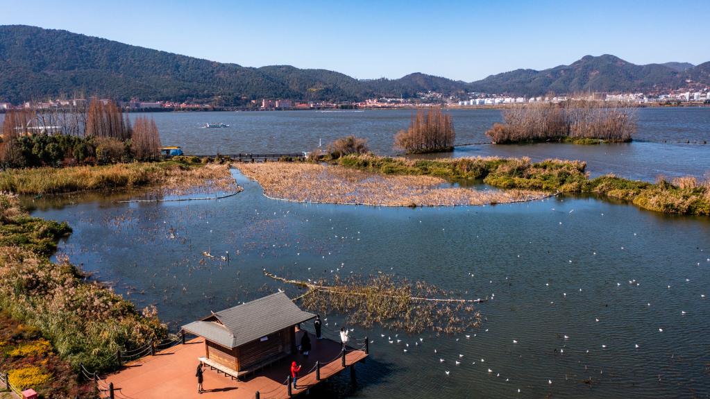 云南滇池连续五年全湖保持Ⅳ类水质