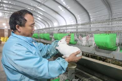 四川華鎣：發展肉兔養殖産業助農增收