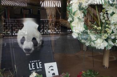 旅美大熊猫“乐乐”去世