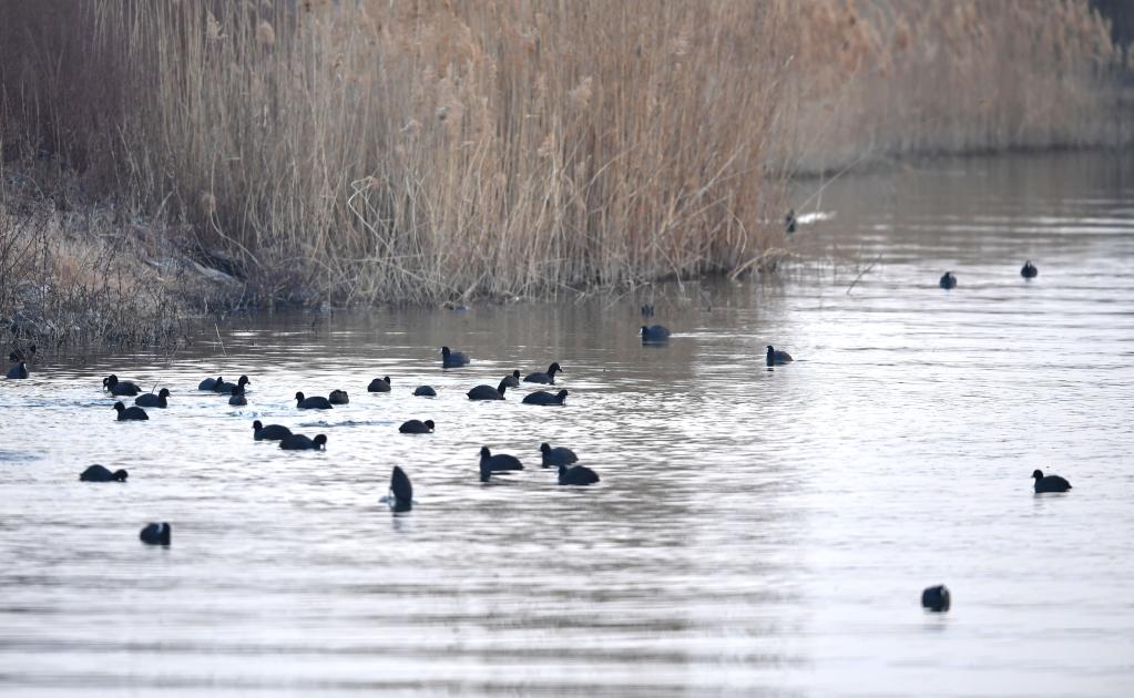 山东东平湖：修复生态环境 打造鸟类乐园